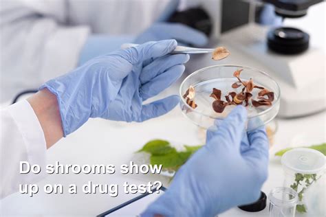 Do Shrooms Show Up in a Urine Test: Exploring the Unseen Connections Between Psychedelics and Modern Testing Methods