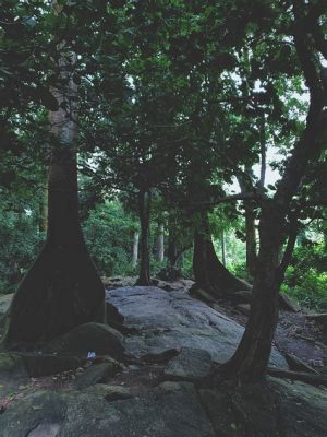   イバダン・ボタニカルガーデン: 大自然の抱擁と多様な植物種