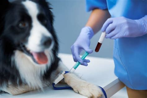 What Does Dog Blood Work Show: Unraveling the Mysteries of Canine Health