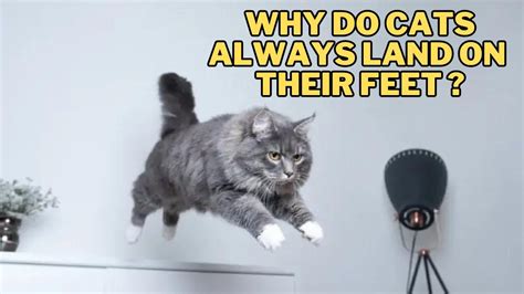 Why Won't My Flash Drive Show Up: And Why Do Cats Always Land on Their Feet?